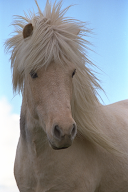 Haras des Quatre Vents à Roumazières-Loubert