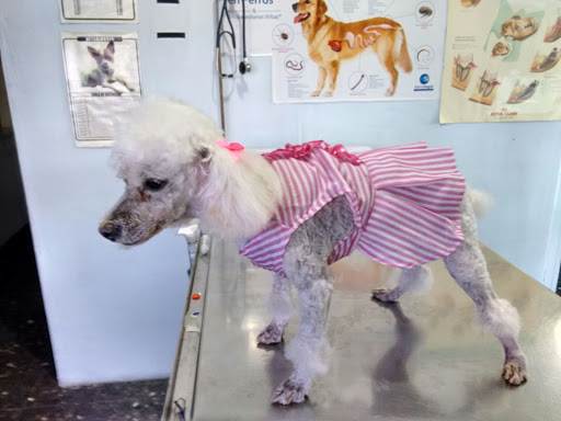 Veterinaria GAVE