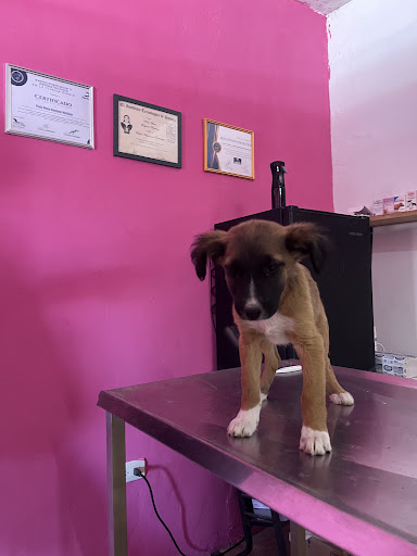 woof clínica veterinaria