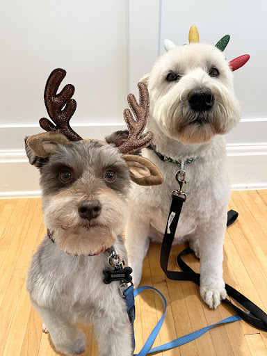The Dog Grooming House