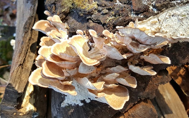 Lake Kegonsa State Park