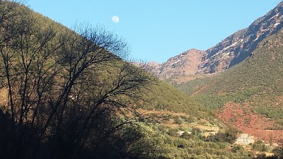 Photos of مقهى ومطعم الزيتونة الذهبية