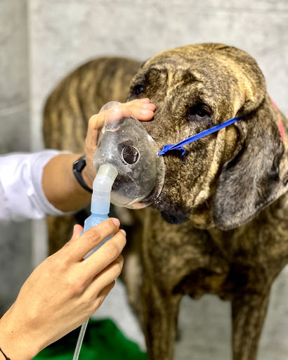 LAKma Clínica Veterinaria 24 Horas