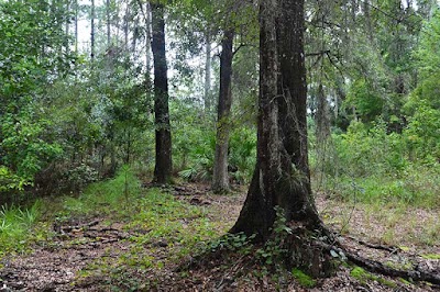 Santa Fe Swamp Lake Alto Tract