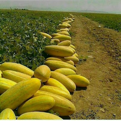 Photos of میدان تره بار