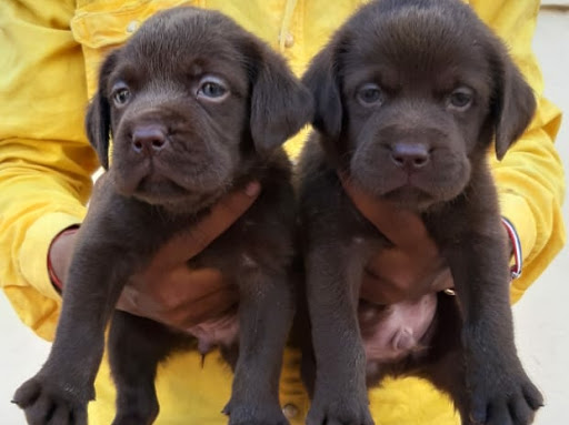 Chocolate Labrador male female available  post image