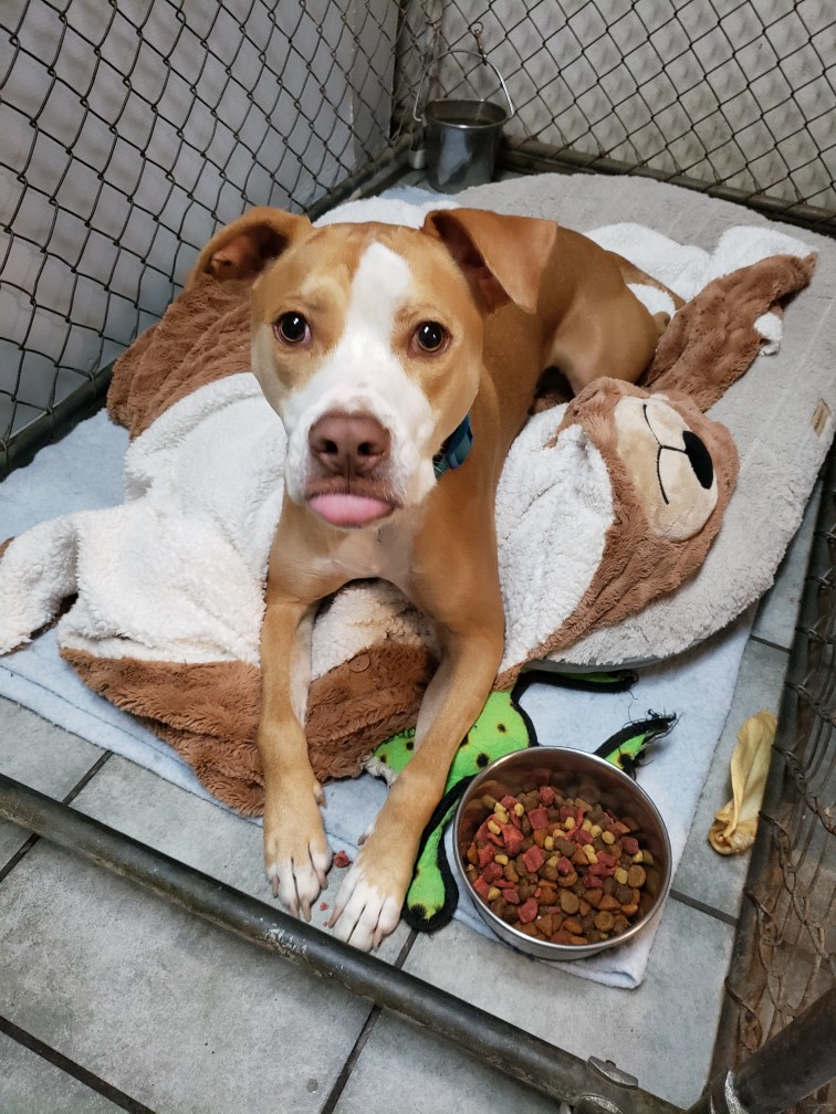 Groomingdales Bed & Biscuit photo 2