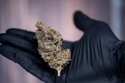Photo of Solar Cannabis Co. Weed Dispensary Somerset
