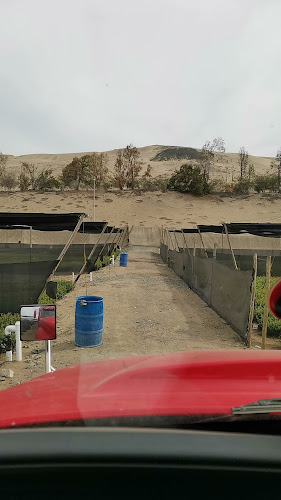 VIVEROS ARMONIA 3 - Chao