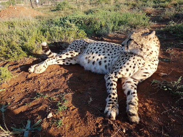 Daniell Cheetah Project