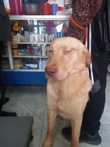 Consultorio Veterinario Y Estética Canina Beethoven - Thumbnail
