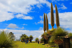 Sisari Travel Peru (Ayacucho) 5