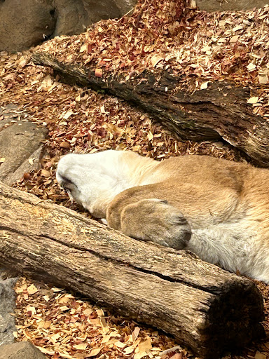Large Cats - Thumbnail
