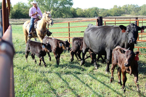 Lienetics Ranch - Visual