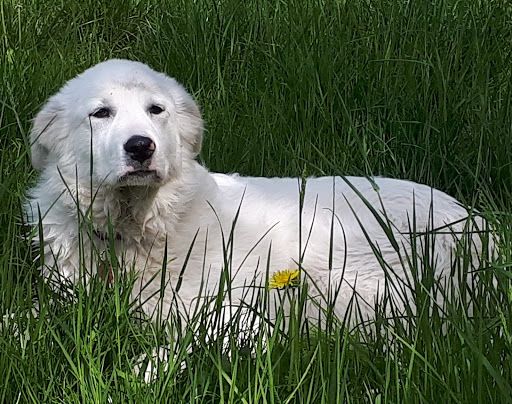 Hundepark Eisackufer - Thumbnail