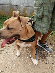 Photo n°16 de 4PAT' Taxi Animalier chiens et chats à Curtafond (Service de transport et d'accompagnement)