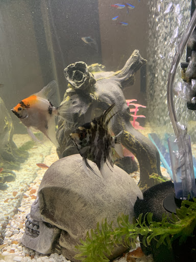 Jorge's Aquatics - Thumbnail