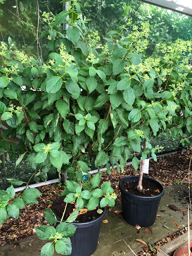 EVERGREEN NURSERIES - Thumbnail