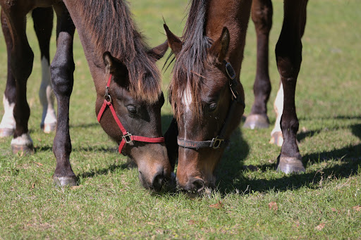 Proven Equine LLC - Thumbnail