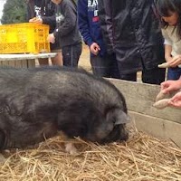 食育体験ファーム ほっこり農園