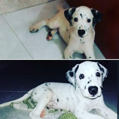 Photos of Cachorrosquilla911