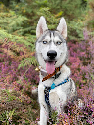 Photo n°15 de Élevage d'Hyke à Val-de-Livenne (Éleveur de chiens)