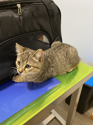 ambulatorio veterinario DON BOSCO - Thumbnail