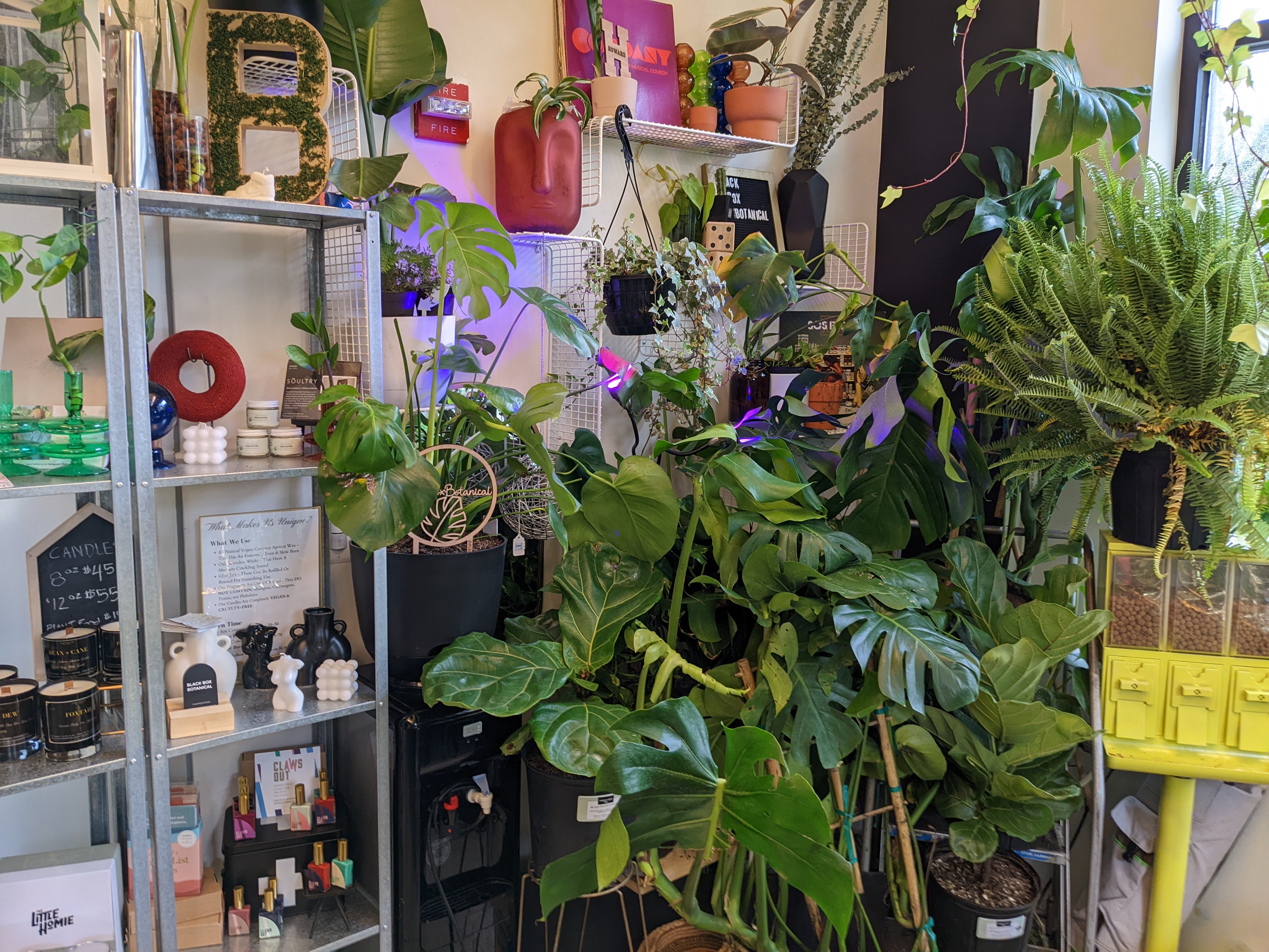Black Box Botanical