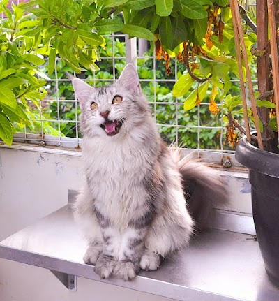 Photos of Tirtham Cattery
