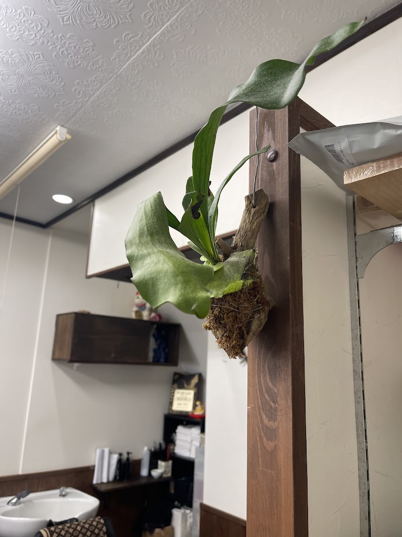 beauty salon 乙沙麗