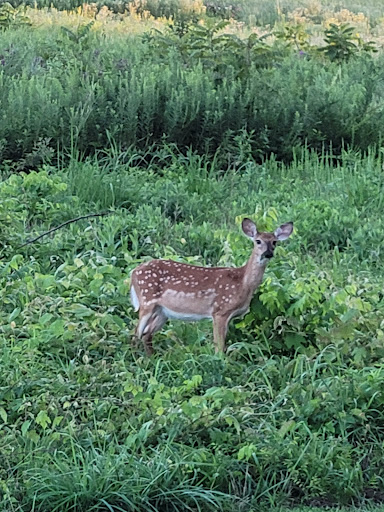 Wetland Loop Trail - Visual