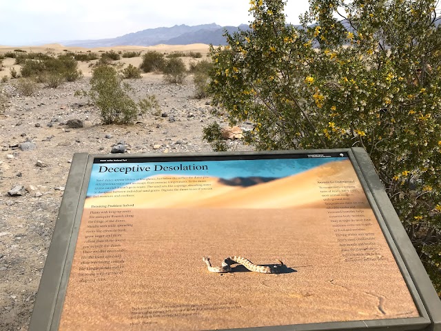 Mesquite Flat Sand Dunes