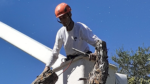 Texas Tree Services - Visual