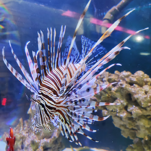 Aquarium Naturaleza Acuatica - Thumbnail