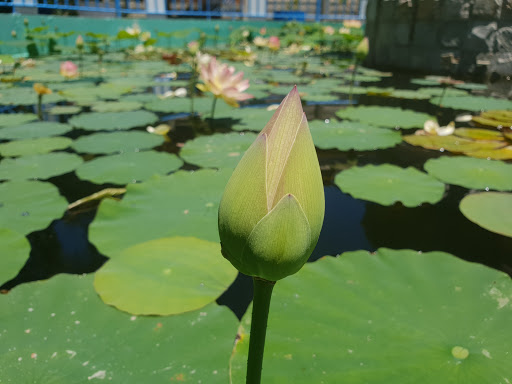 Thiền Viện Minh Quang - Thumbnail