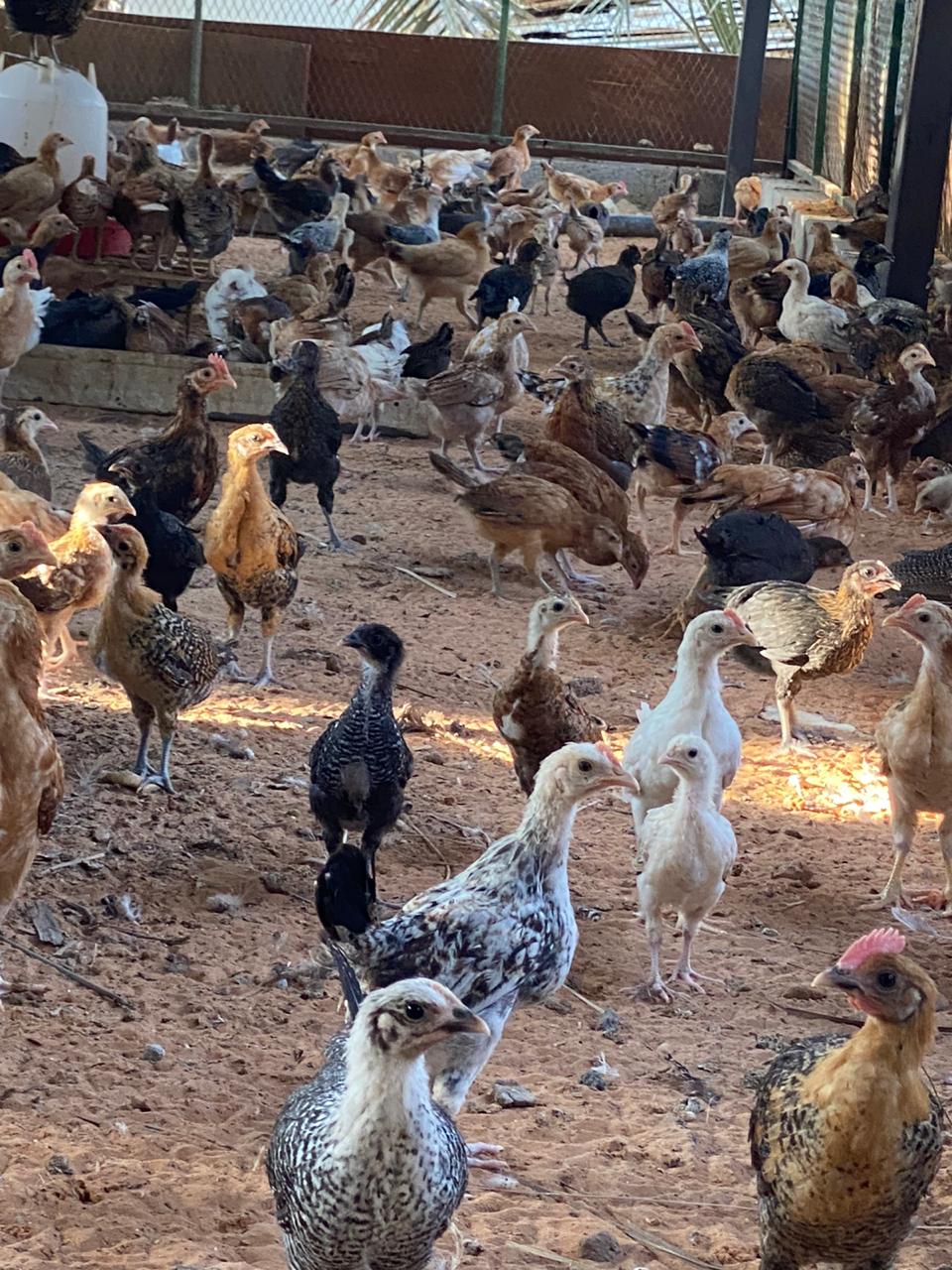 مشروع الرشيد للدواجن لأنتاج بيض المائدة - صورة 5