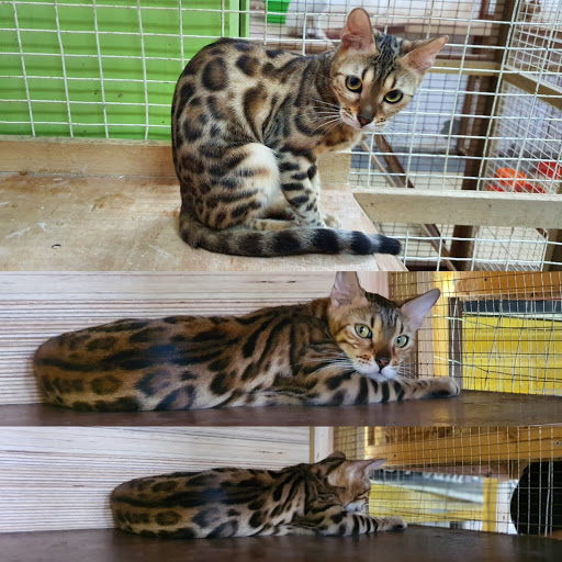 Kedai Kucing Animal Kingdom