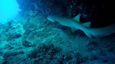 Photos of Scuba Diving Fiji
