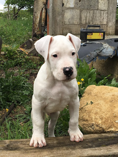 MesSages Canins - Dresseur pour chiens