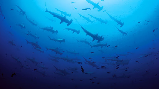 Centrum Nurkowania Dive Away - Kursy Nurkowania PADI Warszawa