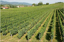 Domaine des Anges (GAEC Caillet) VIN DE SAVOIE à Porte-de-Savoie