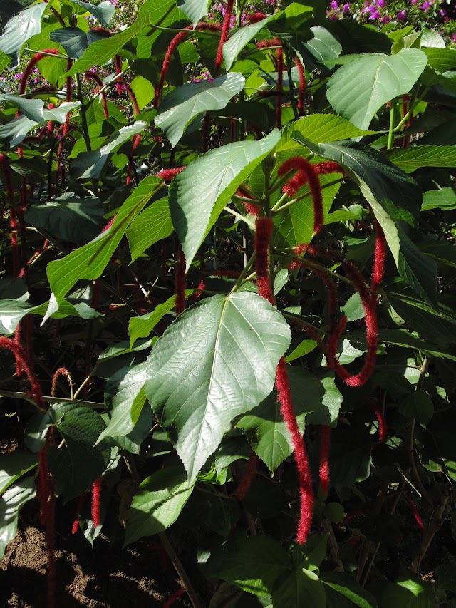 Jardin Du Roi Spice Garden