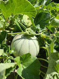 Photo n°31 de marcel&fils BIO à Saint-Julien-en-Genevois (Magasin d'alimentation bio)