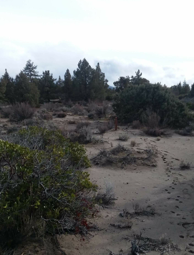 Blue Juniper Camping Grounds - Thumbnail