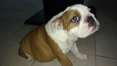Photos of veterinaria santa rita