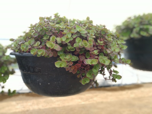 Vivero Nomar - Thumbnail