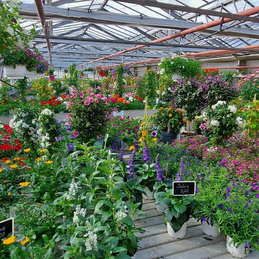 Wurster Blumen und Pflanzen
