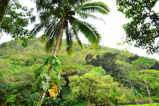 Waimea Valley