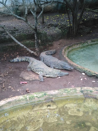 Photos of African Snake Park