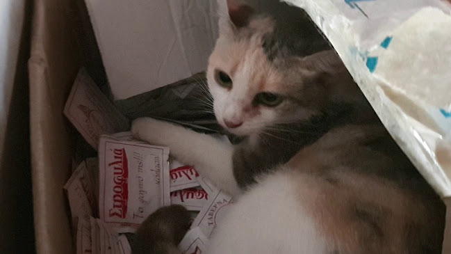 Ταβέρνα Στροφυλιά - Ζαχάρω